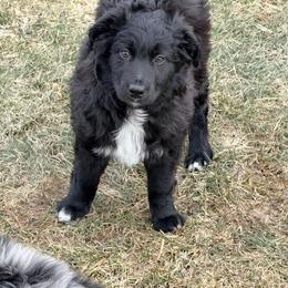 Bear - Black & white male Miniature Australian Shepherd puppy in Cumberland, Wisconsin from Homestead Doxies & Shepherds LLC