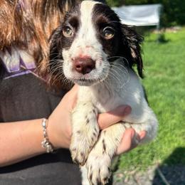 Girl 3 - Liver and white female Brittany puppy in Rhoadesville, Virginia from HOMESCHOOLED BRITTANYS LLC