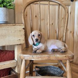 AKC Meet George :) - Cream male Dachshund puppy in Centerville, Iowa from Barnyard Dachshunds, Dals & Doodles