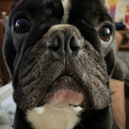 Sir Duke - French Bulldog