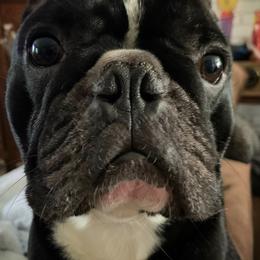 Sir Duke - French Bulldog