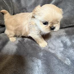 Boy 2 - Gold male Shih Tzu puppy in Birch River, West Virginia from Karen's Shih Tzus
