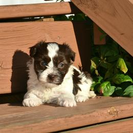 Jesinia - Chocolate female Havanese puppy in Angier, North Carolina from Hoppy Havanese