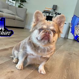 Show Stopper - French Bulldog