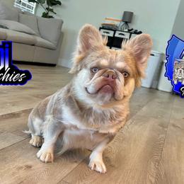 Show Stopper - French Bulldog