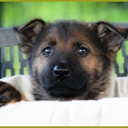 German Shepherd Puppies from Black Beauty Shepherds