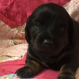 Miracle - Black and tan Dachshund puppy in Great Bend, Pennsylvania from Dashing Doxies