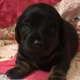 Miracle - Black and tan Dachshund puppy in Great Bend, Pennsylvania from Dashing Doxies