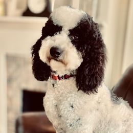 Ivy - Goldendoodle