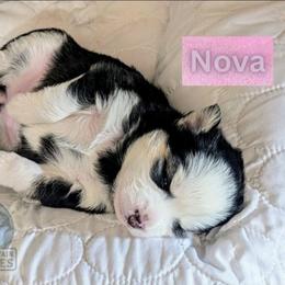 Nova - Black and white female Pomsky puppy in Kittredge, Colorado from Rocky Mountain Pomskies