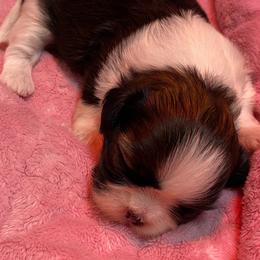 Girl 1 - Tricolor female Shih Tzu puppy in Zeigler, Illinois from Dandy Little  Shih Tzu, Shih Poo's and Toy Poodles