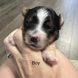 Boy - Black tan and white male Biewer Terrier puppy in Chester, South Carolina from Classic Biewers