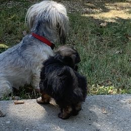 Havanese Puppies from Havanese If You Please