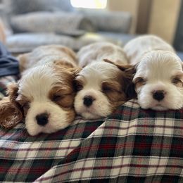 Cavalier King Charles Spaniel Puppies from Ellas.Pups