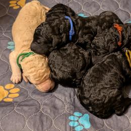 Tairn - Black male Poodle puppy in Vail, Arizona from Semper Poodelis