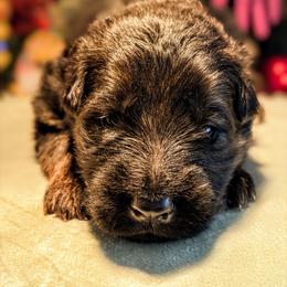 Wonder Bain - Black and red male German Shepherd puppy in Kingsley, Michigan from Legacy German Shepherds