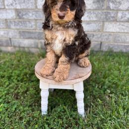 Buttons - Chocolate merle male Bernedoodle puppy in Spring, Texas from At The Cross Kennel