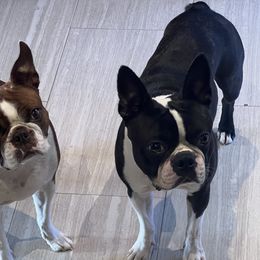 Sheldon - Boston Terrier