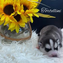 Tortellini - Black and white female Pomsky puppy in Venus, Pennsylvania from Hemlock Pines Pomsky