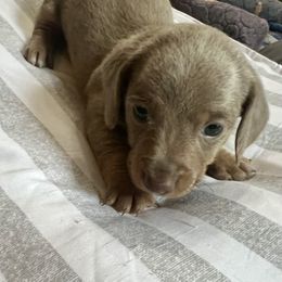 Poppy - Fawn (isabella) and tan female Dachshund puppy in Senoia, Georgia from Honey Creek Doxies