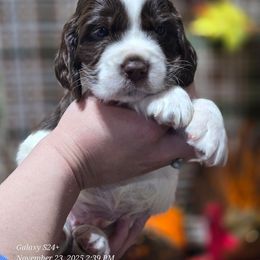 Jolly - Liver and white male English Springer Spaniel puppy in Saginaw, Michigan from Kemerer Springers