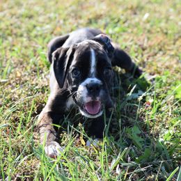 Lucy - Brindle female Boxer puppy in Humboldt, Nebraska from Keims Royal Boxers