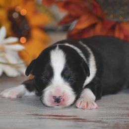 Black Tri Female - Black tri female Miniature Australian Shepherd puppy in Lowgap, North Carolina from Baileys Mini Aussies