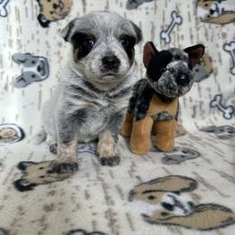 Maci - Blue female Australian Cattle Dog puppy in Olive Hill, Kentucky from Tompkins Farm