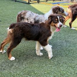 Toe - Red tri-color male Miniature American Shepherd puppy in Garysburg, North Carolina from Schaefer's Miniature American Shepherds