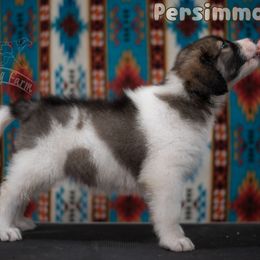 Persimmon - White female Tornjak puppy in Albright, West Virginia from Pine Spring Farm