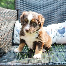 Nancy Reagan - Red tri female Miniature Australian Shepherd puppy in Oakland, Maryland from Yarborough Kennels