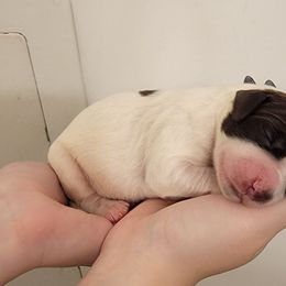 Boy 1 - Liver and white male Brittany puppy in Rhoadesville, Virginia from HOMESCHOOLED BRITTANYS LLC
