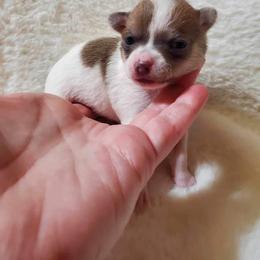 Chihuahua and Dachshund Puppies from Dachshund Family Love Breeders