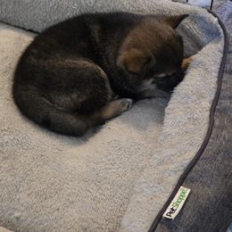 Shiba Inu Puppies from ScrapiShibas