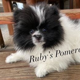 Boy 1 - Black Pomeranian puppy in Yakima, Washington from Ruby’s Pomeranians