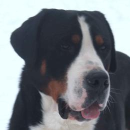 Dylan - Greater Swiss Mountain Dog