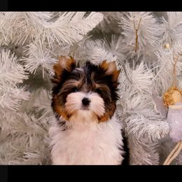 Biewer Terrier and Cavalier King Charles Spaniel Puppies from Woo Hoo Biewers & Inkahoots Cavaliers