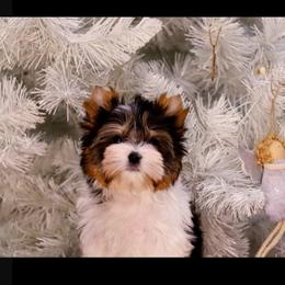 Biewer Terrier and Cavalier King Charles Spaniel Puppies from Woo Hoo Biewers & Inkahoots Cavaliers