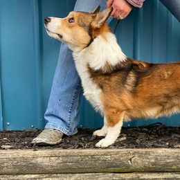 Solomon  - Pembroke Welsh Corgi
