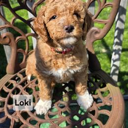 Loki - Red  male Goldendoodle puppy in Shelby Township, Michigan from Shelby Doodles MI LLC