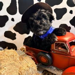 Leonardo (Leo) - Black male Miniature Schnauzer puppy in Paris, Texas from Black Star Farm