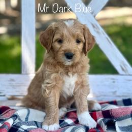 Mr Dark Blue - Apricot male Goldendoodle puppy in South Jordan, Utah from JD Goldendoodles