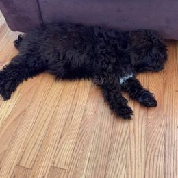 Australian Labradoodle Puppies from Llewellyn's Grove Labradoodles