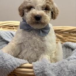 Braxton - Parti male Goldendoodle puppy in Sauk Village, Illinois from Regal Canine Creations