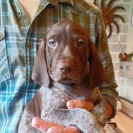 Hunter - Liver roan male German Shorthaired Pointer puppy in Elberta, Alabama from Old Orchard Farm