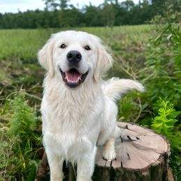 Mabel - Light golden Golden Retriever puppy in Susanville, California from High Sierra Goldens