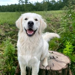 Mabel - Light golden Golden Retriever puppy in Susanville, California from High Sierra Goldens