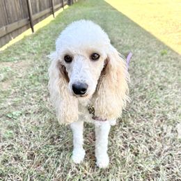 Cleo - Poodle