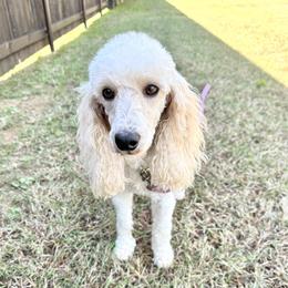 Cleo - Poodle