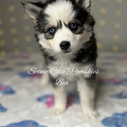 Bea - Black and white female Pomsky puppy in Rossville, Georgia from Scenic City Pomskies